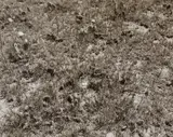 Robert Adams, Dove Eggs, Pawnee Grassland, Colorado