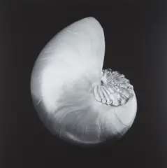 Shell and Crystal by Robert Mapplethorpe, 1986, Gelatin silver print, printed 1990, offered Oct 2017