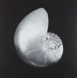 Shell and Crystal by Robert Mapplethorpe, 1986, Gelatin silver print, printed 1990, offered Oct 2017