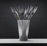 Robert Mapplethorpe, Wheat, 1985, Gelatin silver print