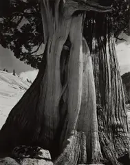 Juniper, Sierra Nevada by Edward Weston, 1937, Gelatin silver print, probably printed 1940s, sold Oct 2017