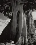 Juniper, Sierra Nevada by Edward Weston, 1937, Gelatin silver print, probably printed 1940s, sold Oct 2017