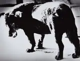 Daidō Moriyama, Stray Dog, Misawa, Aomori
