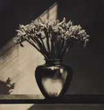 Robert Mapplethorpe, Irises, 1986, Photogravure on silk collé