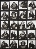 Albert Watson, Monkey with Masks, New York City, 1994, Archival pigment print, printed later