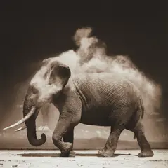 Elephant with Exploding Dust, Amboseli by Nick Brandt, 2004, Archival pigment print, offered Oct 2017