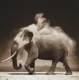 Elephant with Exploding Dust, Amboseli by Nick Brandt, 2004, Archival pigment print, offered Oct 2017
