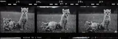 Peter Beard, Orphaned Cheetah Cubs (Last Word from Paradise), Mweiga Park Headquarters, near Nyeri, Kenya, 1968, Gelatin silver print with ink, affixed snakeskin and gelatin silver print, executed later