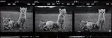 Peter Beard, Orphaned Cheetah Cubs (Last Word from Paradise), Mweiga Park Headquarters, near Nyeri, Kenya, 1968, Gelatin silver print with ink, affixed snakeskin and gelatin silver print, executed later