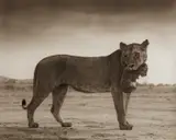 Nick Brandt, Lioness with Cub in Mouth, Amboseli