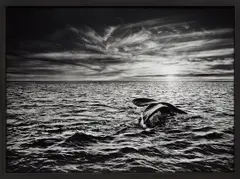 Sebastião Salgado, Southern Right Whale, Navigating in the Golfo Nuevo, Valdés Peninsula, Argentina, 2005, Gelatin silver print, printed 2014