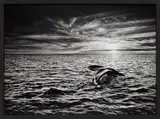 Sebastião Salgado, Southern Right Whale, Navigating in the Golfo Nuevo, Valdés Peninsula, Argentina, 2005, Gelatin silver print, printed 2014