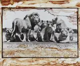 Peter Beard, Lion Pride at Ndutu/Southern Serengeti for the End of the Game, 1976, Gelatin silver print with ink and blood, executed later