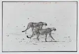 Peter Beard, Two Cheetahs hunting for the End of the Game/Last Word from Paradise