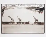 Peter Beard, Giraffes in Mirage on the Tara Desert Kenya for the End of the Game/Last Word from Paradise