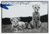 Peter Beard, Cheetah Cubs in Mweiga in Nyeri for the End of the Game, 1968, Gelatin silver print with ink, executed later