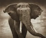 Elephant with Tattered Ears, Amboseli by Nick Brandt, 2008, Archival pigment print, sold Oct 2017