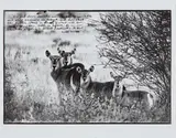 Peter Beard, Waterbuck Family on the Uaso Nyiro, 1968, Gelatin silver print, executed later