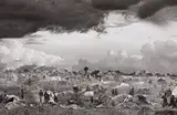 Sebastião Salgado, The first day of installation of the camp of Benako for the Rwandan Tutsi and Hutu refugees, Tanzania