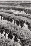 Gardens of the Palais Royal, Paris by Henri Cartier-Bresson, 1959, Gelatin silver print, printed later, sold Dec 2017