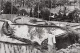 Henri Cartier-Bresson, Rice Fields in the Minangkabau Country, Sumatra, Indonesia