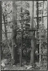 Two Trees by Zoe Leonard, 1998, gelatin silver print, sold Feb 2016
