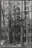 Zoe Leonard, Two Trees