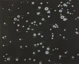 Fred Tomaselli, Sleeping pills - constellations of Orion, Perseus, Gemini, Taurus, Pliedies, the kid