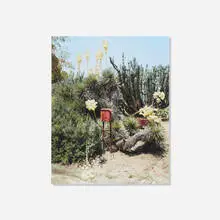 Scott McFarland, Yucca thompsoniana, 2005, inkjet print mounted to foamboard