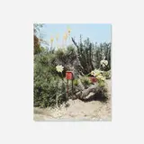 Scott McFarland, Yucca thompsoniana, 2005, inkjet print mounted to foamboard