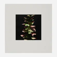Donald Sultan, Acanthus (from the Fruits and Flowers III series), 1992, screenprint in colors on Somerset