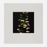 Donald Sultan, Acanthus (from the Fruits and Flowers III series), 1992, screenprint in colors on Somerset