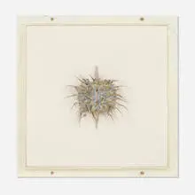 Mordant Rapture by Cathy de Monchaux, 1999, brass, leather, human hair, fur, gesso, chalk, thread, and oil in artist's frame, sold May 2026