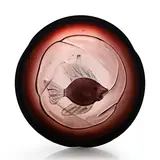 Alfredo Barbini, Glass dish, circa 1960, Murano