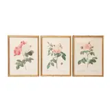Pierre-Joseph Redouté, Rosa Indica Fragans; Rosa Alba Regalis y Rosa Damascena Celsiana, de Les Roses ca. 1817-, 1821, Grabados a la punta seca acabados a mano