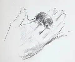 Eileen Soper, Twenty-Five Original Drawings Of Animals, Pencil and charcoal (25 originals in folder and accomp book) various sizes