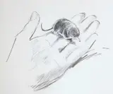Eileen Soper, Twenty-Five Original Drawings Of Animals
