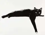 Roland Pleterski, Mauki', New York City 1958, 1958, Vintage silver print on double-weight semi-matte paper, in very good condition. Photographer’s stamp on the reverse
