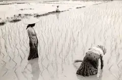Thomas Hoepker, Rice field workers, Southeast Asia c. 1965, 1965, Vintage silver print on double-weight semi-matte Agfa paper, in excellent condition. Photographer's credit stamp and "stern" copyright stamp on the reverse. Hoepker, whose work was celebrated by WestL