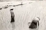 Thomas Hoepker, Rice field workers, Southeast Asia c. 1965, 1965, Vintage silver print on double-weight semi-matte Agfa paper, in excellent condition. Photographer's credit stamp and "stern" copyright stamp on the reverse. Hoepker, whose work was celebrated by WestL