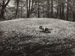 Albert Steiner, Child on a hill with crocusses, 1928, Vintage silver print on semi-matte paper c
