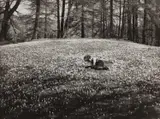 Albert Steiner, Child on a hill with crocusses, 1928, Vintage silver print on semi-matte paper c