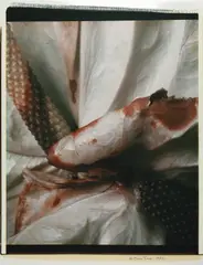 Chris Enos, Untitled, from the series 'Flowers, 1981, Unique Polaroid Polacolor