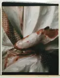 Chris Enos, Untitled, from the series 'Flowers, 1981, Unique Polaroid Polacolor
