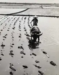 Werner Bischof, Rice farmer in Gian Coc, Red River Delta, July 1952, 1952, Gelatin silver print, printed in the 1970s on single-weight glossy paper, in good condition. Photographer's Magnum stamp and numbered "23" on the reverse