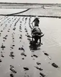 Werner Bischof, Rice farmer in Gian Coc, Red River Delta, July 1952, 1952, Gelatin silver print, printed in the 1970s on single-weight glossy paper, in good condition. Photographer's Magnum stamp and numbered "23" on the reverse