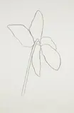 Cyclamen IV, from Suite of Plant Lithographs by Ellsworth Kelly, 1964-65, Lithograph, on Rives BFK paper, with full margins,, sold Apr 2016