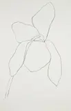 Cyclamen II, from Suite of Plant Lithographs by Ellsworth Kelly, 1964-65, Lithograph, on Rives BFK paper, with full margins,, sold Apr 2016