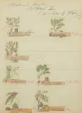 Cy Twombly, Title Print, from Natural History Part II Some Trees of Italy, circa 1975-76, Lithograph and collage in colors, on Fabriano Bütten paper, with the transparent paper overlay, the full sheet,