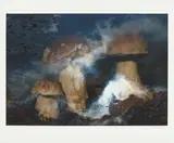 Peter Fischli and David Weiss, Pilze im Wasser (Mushrooms in Water)